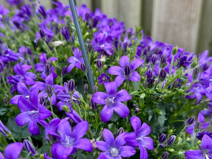 Campanula Catharina (Wall Bellflower) in 23cm hanging pot
