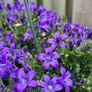 Campanula Catharina (Wall Bellflower) in 23cm hanging pot Image 5