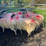 Hoggets Image 4