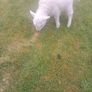 Pet lamb Image 4