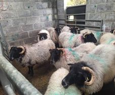ewes