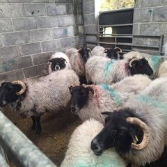 ewes