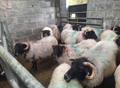 ewes