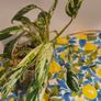 Philodendron Emerald Queen Image 6