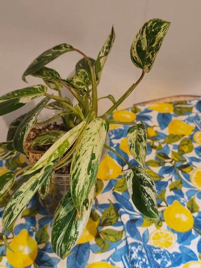 Philodendron Emerald Queen