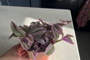 Tradescantia houseplant