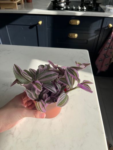 Tradescantia houseplant