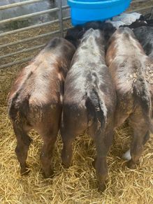 Strong Hereford & Aa Heifers