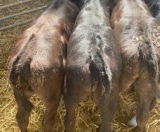 Strong Hereford & Aa Heifers