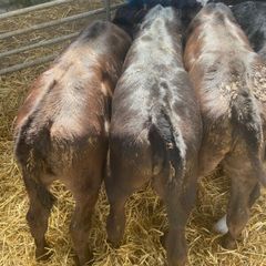 Strong Hereford & Aa Heifers