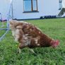8 laying hens for sale Image 6