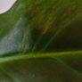 No.3 Philodendron Subhastatum Variegated Image 9