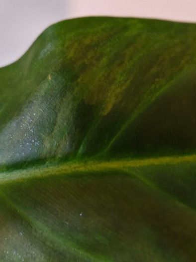 No.3 Philodendron Subhastatum Variegated