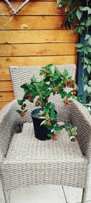 Hypericum plant in a pot