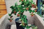 Hypericum plant in a pot