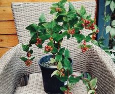 Hypericum plant in a pot
