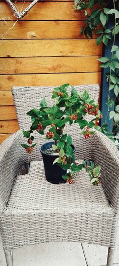 Hypericum plant in a pot