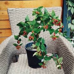 Hypericum plant in a pot