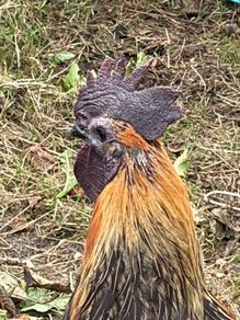 Rooster