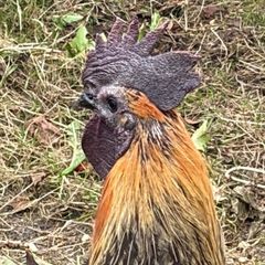 Rooster