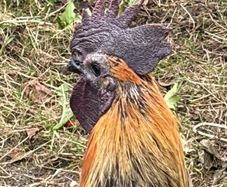 Rooster