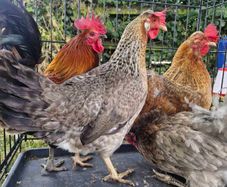 hens
