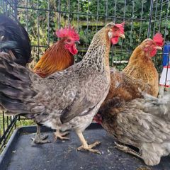hens