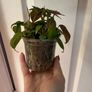 houseplant Philodendron Micans Image 5