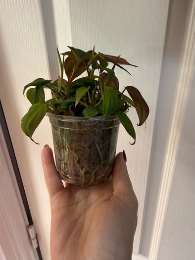 houseplant Philodendron Micans