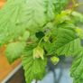 Raspberry canes (summer fruiting) Image 4