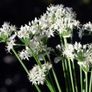 (C) Garlic Chives seeds 1g (882921) Image 4