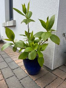 plant Hydrangea