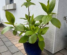 plant Hydrangea