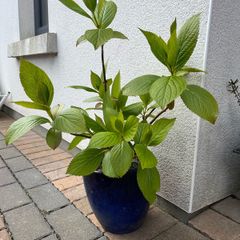 plant Hydrangea