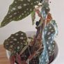 begonia Image 2