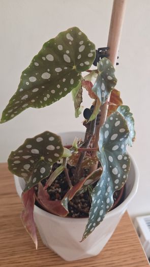 begonia