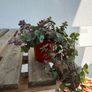 Turtle vine indoor plant Image 2