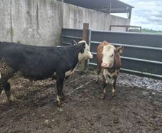 Hereford heifers
