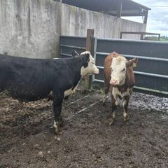 Hereford heifers