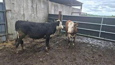 Hereford heifers