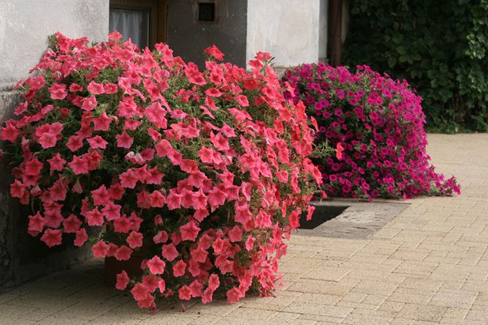 (P) Trailing Petunia Salmon Shades Velvet H seeds (15s) (414161)