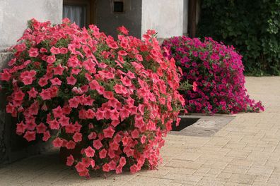 (P) Trailing Petunia Salmon Shades Velvet H seeds (15s) (414161)