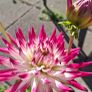 'Dutch Explosion' Dahlia Image 2