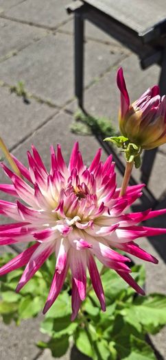 'Dutch Explosion' Dahlia