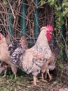 Roosters