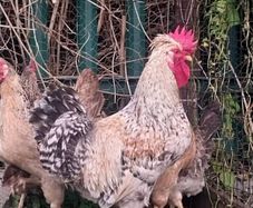 Roosters
