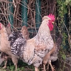 Roosters