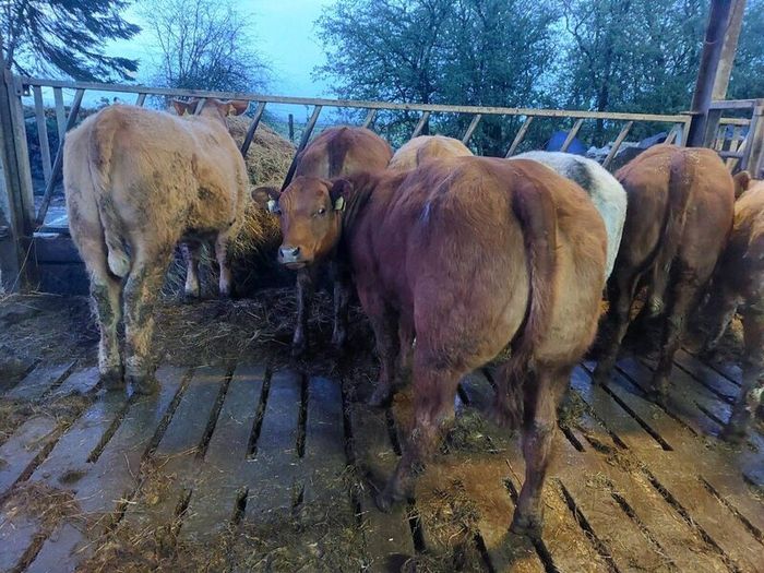 SUPER organic Heifers for Drumshanbo organic sale