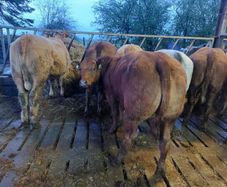SUPER organic Heifers for Drumshanbo organic sale