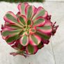 Aeonium "Pink witch" Image 3